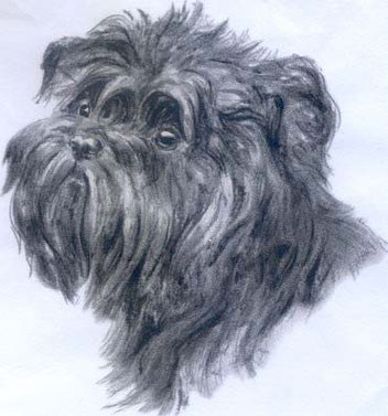 Skizze von einem Affenpinscher