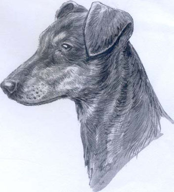 Skizze von einem Deutschen Pinscher