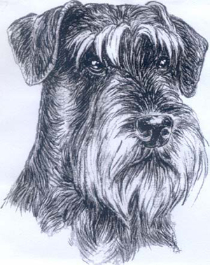 Skizze von einem Schnauzer