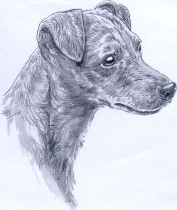 Skizze von einem Zwergpinscher